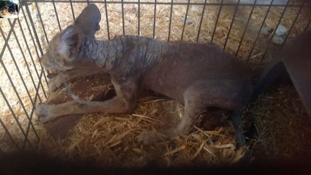 Люди нашли несчастную собаку а спустя время узнали что это вовсе не питомец!