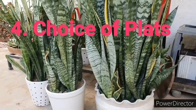 How To Grow And Care Plants Indoor In Soil And Water