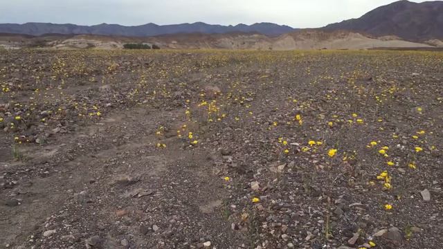 Death Valley Bloom  Цветение в Долине Смерти