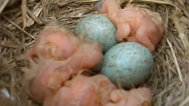 птенцы вылупились