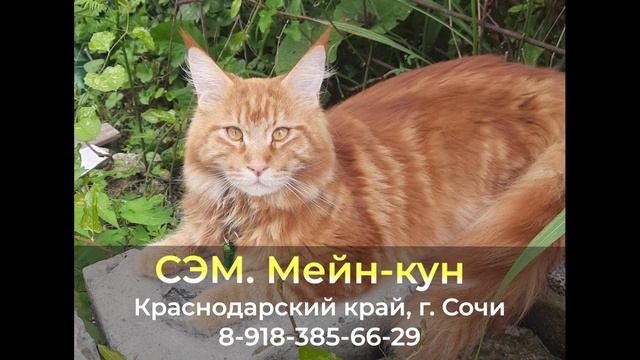 Пропал кот ! СЭМ , Краснодарский край , г. Сочи
