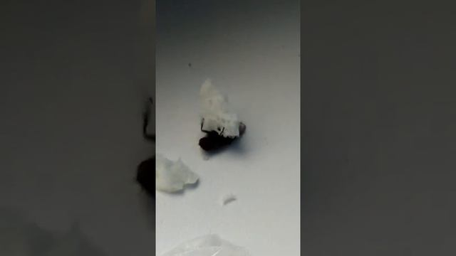 Муха прикол