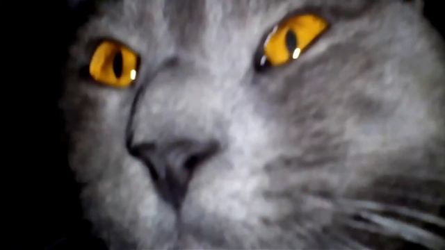 Поздравление Вас с Новым Годом от моего Кота.