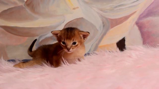 Абиссинский мальчик из питомника СПб. Есть доставка в другие города.