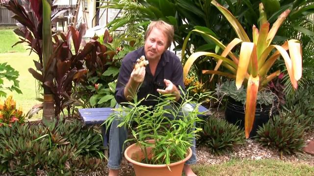Vegetable Gardening: Growing Edible Ginger - How To Grow Ginger