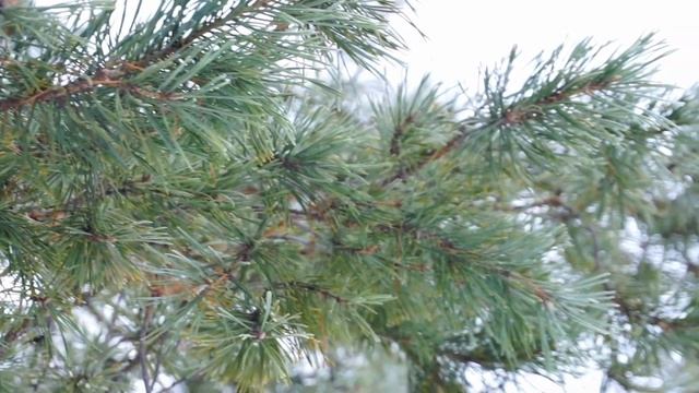 ASMR Тихий щёпот для спокойного сна/Чтение рассказ чтение рассказа тихим шёпотом.