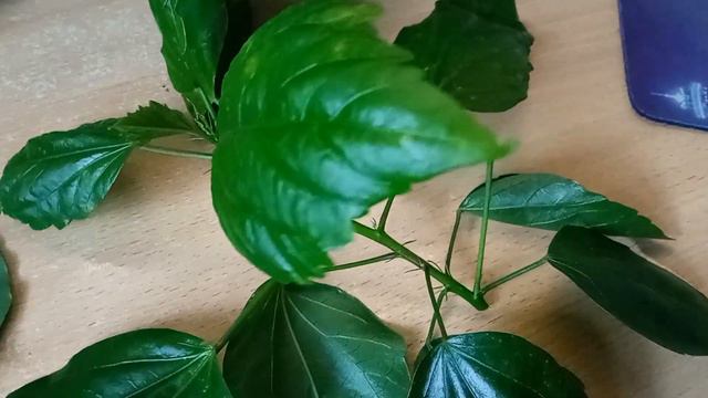 #hibiscus Pruning Гибискус. Что даёт весенняя обрезка?