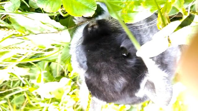 Прогулка шиншилли. Нам вже 5 місяців!