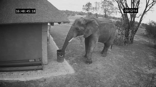 Слон убирает мусор за людьми! Невероятно!