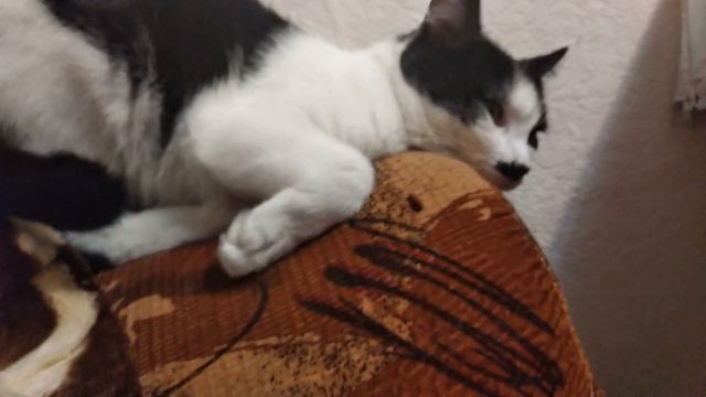 КОТА ПЛЮЩИТ И КОЛБАСИТ НЕ ПО ДЕТСКИ