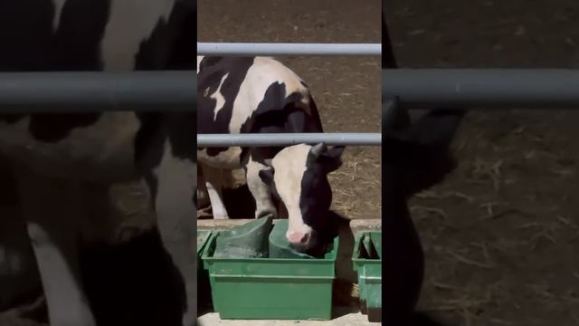 Соль-лизунец «ЛИМИСОЛ-Ф» - эффективный способ борьбы с паразитами.