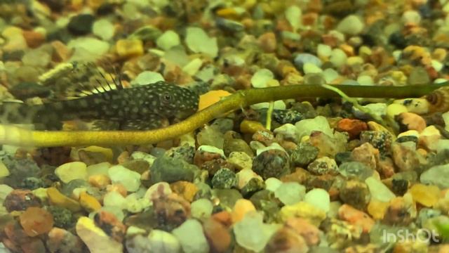 Сравнение аквариумистов и мирмикиперов (сравнение рыбок и муравьев)