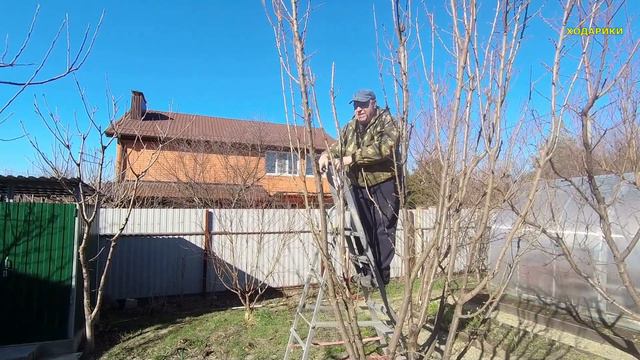 543ч Обрезаем плодовые деревья/Жизнь семьи на юге России