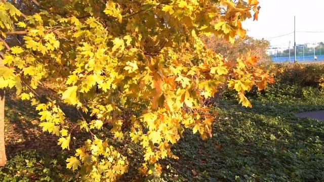 Красивая, успокаивающая музыка для отдыха и настроения