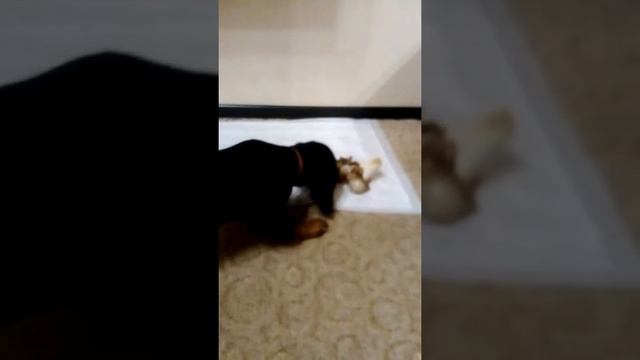 Щенок РОС Дженни 3 месяца