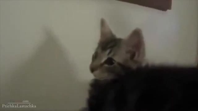 4acac27d86fa414c9f46c0caed60cc1b