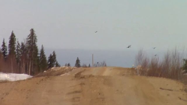 Столько дичи я ещё не видел,видео охота на весеннем тетеревинном току