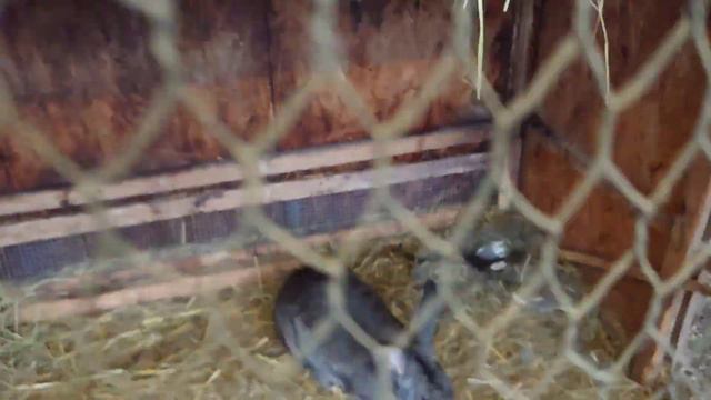 Изготовление комбикорма в домашних условиях. Куры, кролики, гуси