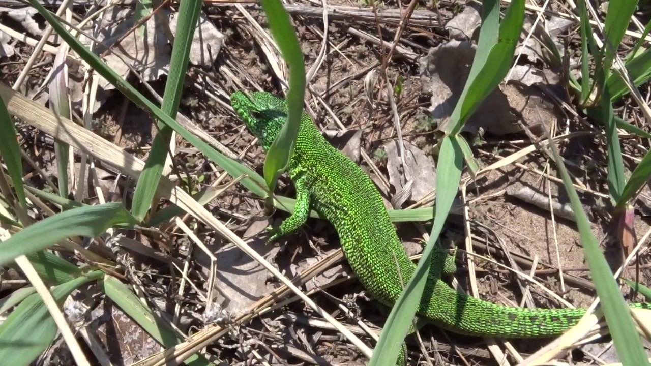 Зеленая ящерица (1)