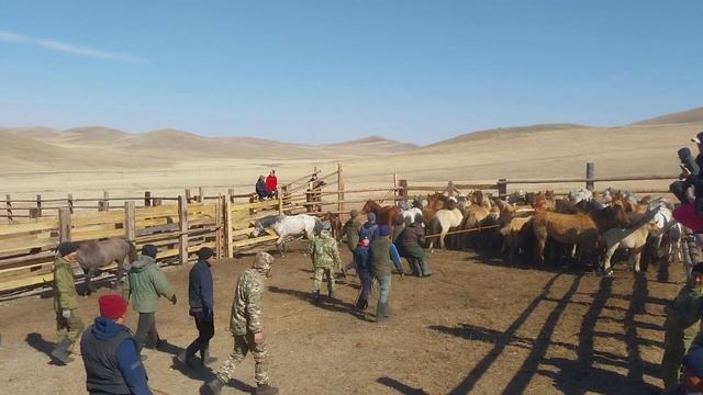 Даага дэлэн. Зугалай 2023. Коневоды. Забайкальский край, Могойтуйский район