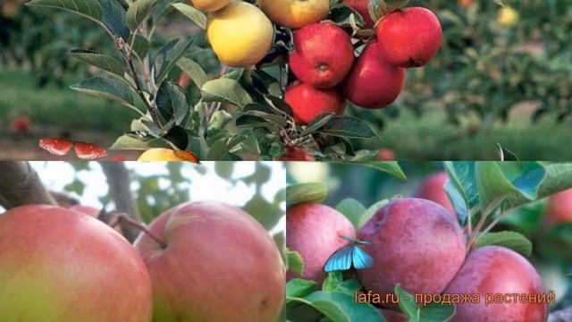 Яблоня обыкновенная Хоней Крисп - Мелба ? обзор: как сажать, саженцы яблони Хоней Крисп - Мелба