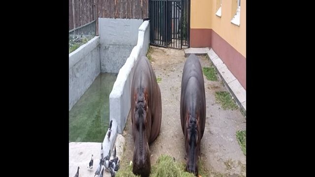 Бегемоты на обеде в Калининграде