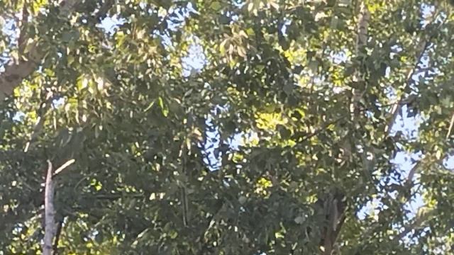 Morning. Birdsong. Relax/ Утро. Пение птиц. Релаксация