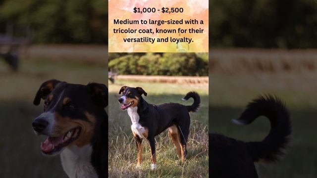 You Will Love This Swiss Mountain Dog. #dogs
