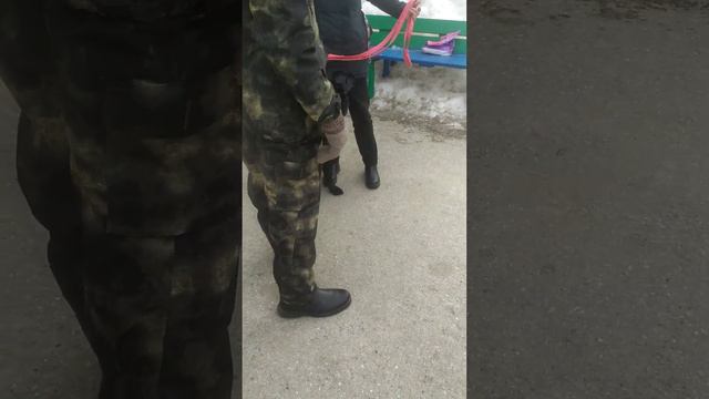 ВЕО черная Восточно Европейская Овчарка 27