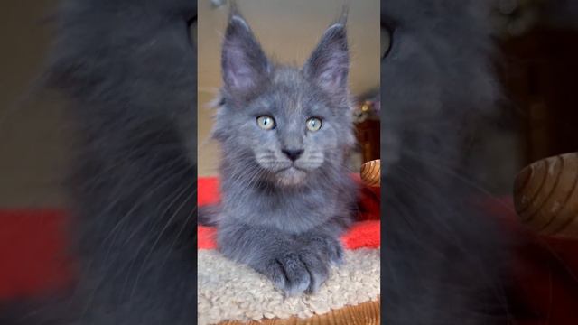 котёнок мейн кун из питомника Страна Гулливеров,  Gulliver-coon.ru