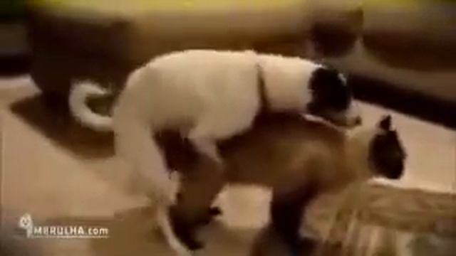 Приколы Звери тоже ошибаются Приколы с Животными Dog Cat