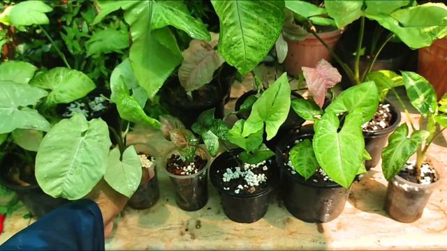 Syngonium Plants 4 Sale @omersgarden7659