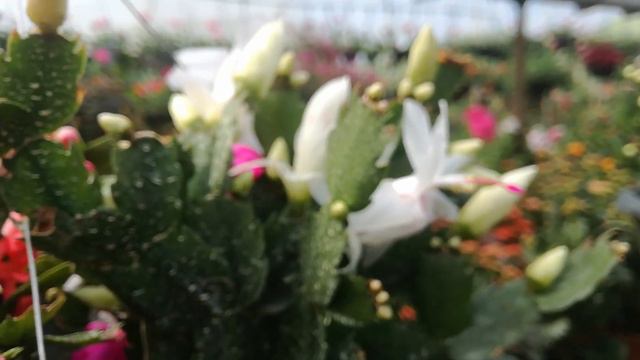 Christmas Cactus (Red And White )