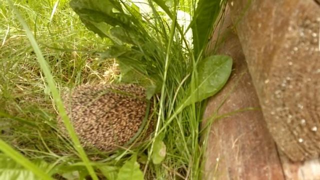 Несколько коротких роликов из реальной жизни