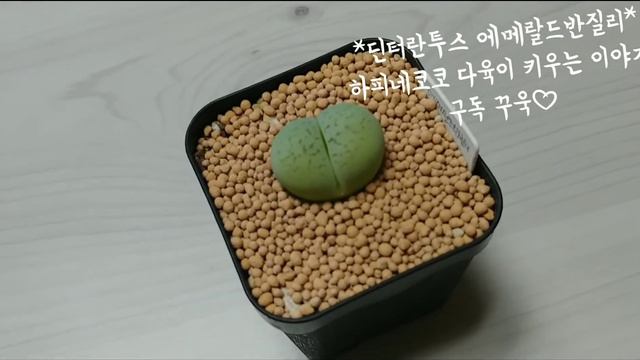 #2 (메셈)딘터란투스 에메랄드반질리 * Dinteranthus 'Emerald' Vanzylii(다육식물)♡하피네코코의 다육이 키우는 이야기