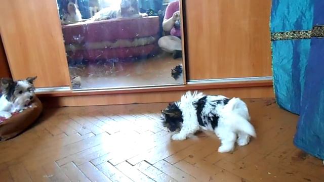 биверята 2 мес с мамой 2