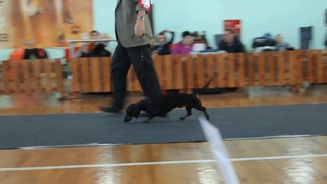 ЕЖИ СИБИРСКИЙ МАЛЬЧИК