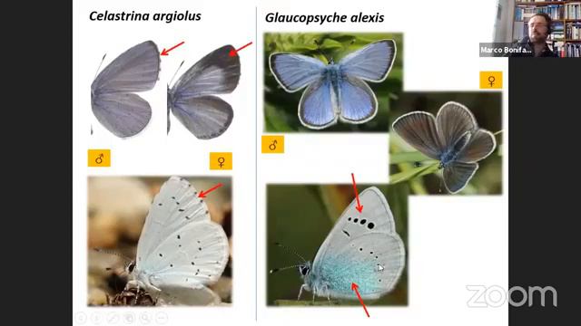 Lycaenidae (Licenidi) E Riodinidae (Riodinidi). Riconoscimento Farfalle Degli Appennini
