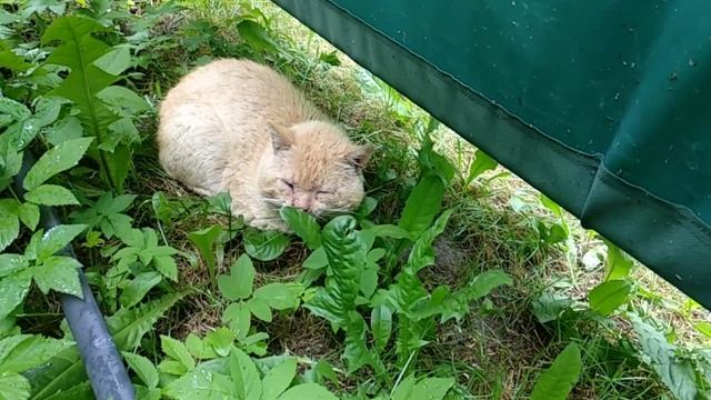 Кот Базилио ? Cat Basilio