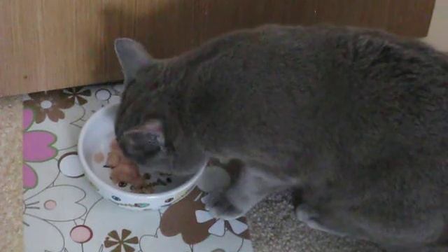 Эксперимент с едой для КОШЕК: сырое мясо все-таки лучше