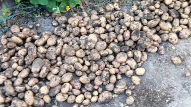 Картофель сорт Пикассо //убойный урожай