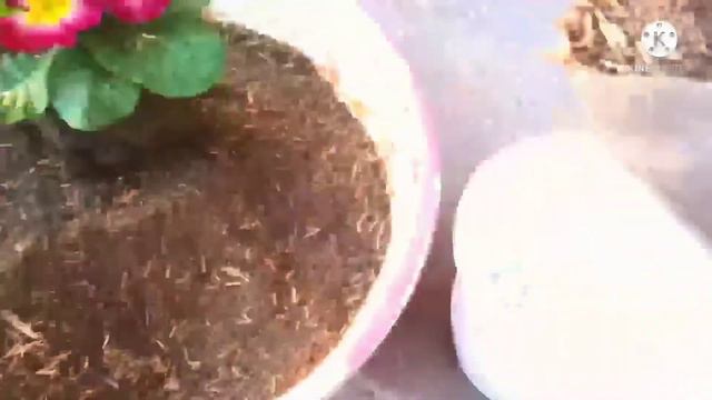 Prime Rose How To Grow And Care ॥ Nursery से खरीदे Primula को कैसे लगाएं ॥#merivaticaflowersgarden