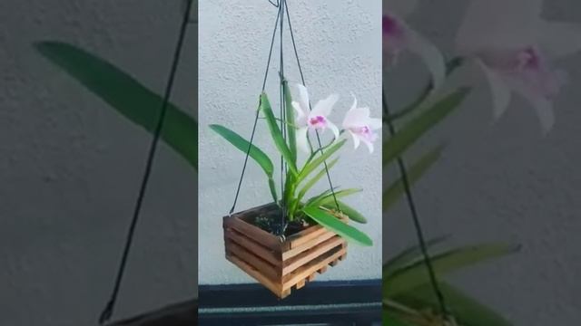 CATTLEYA MAXIMA ALICIAE