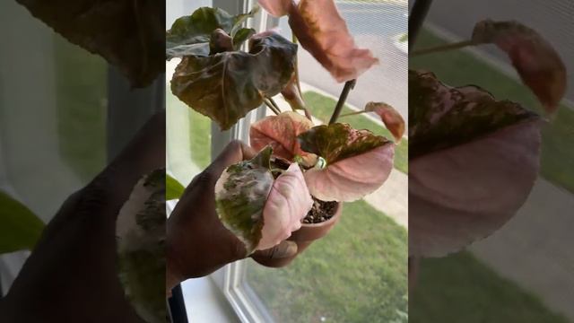 Syngonium Strawberry Shake