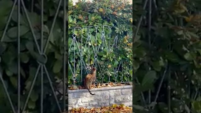 17a8f3095b76271d9ef533f48262906b