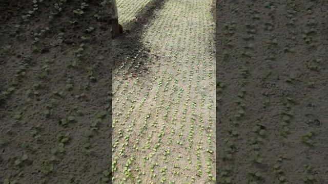 По редиска первая теплица