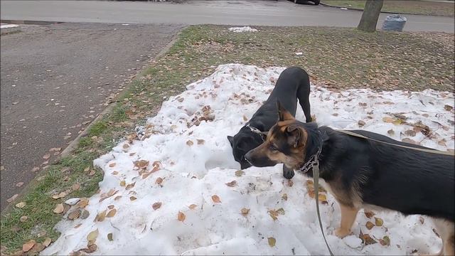 Восточноевропейская овчарка и Лабрадор Ретривер /East European Shepherd And Labrador Retriever.