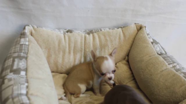 Щенки чихуахуа.Питомник Валентра Стар