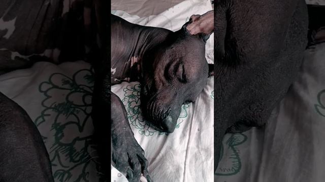 Локи сладко спит