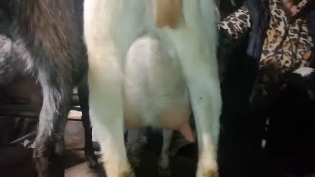 Дойные козы